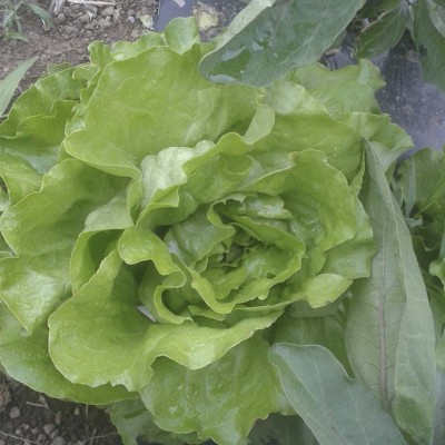 Insalata Verde