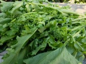 Broccoli cime di rapa